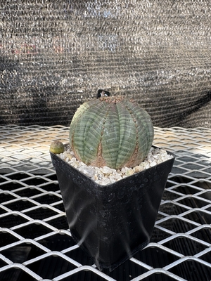 ユーフォルビア　オベサ15