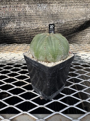 ユーフォルビア　オベサ16