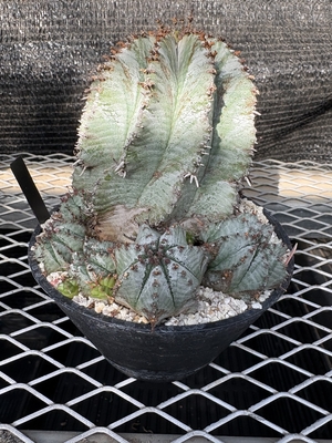 ユーフォルビア　ホリダ群生①