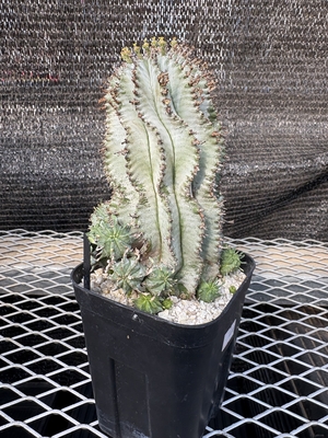 ユーフォルビア　ホリダ②