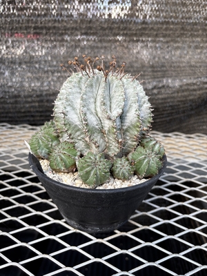 ユーフォルビア　ホリダ群生③