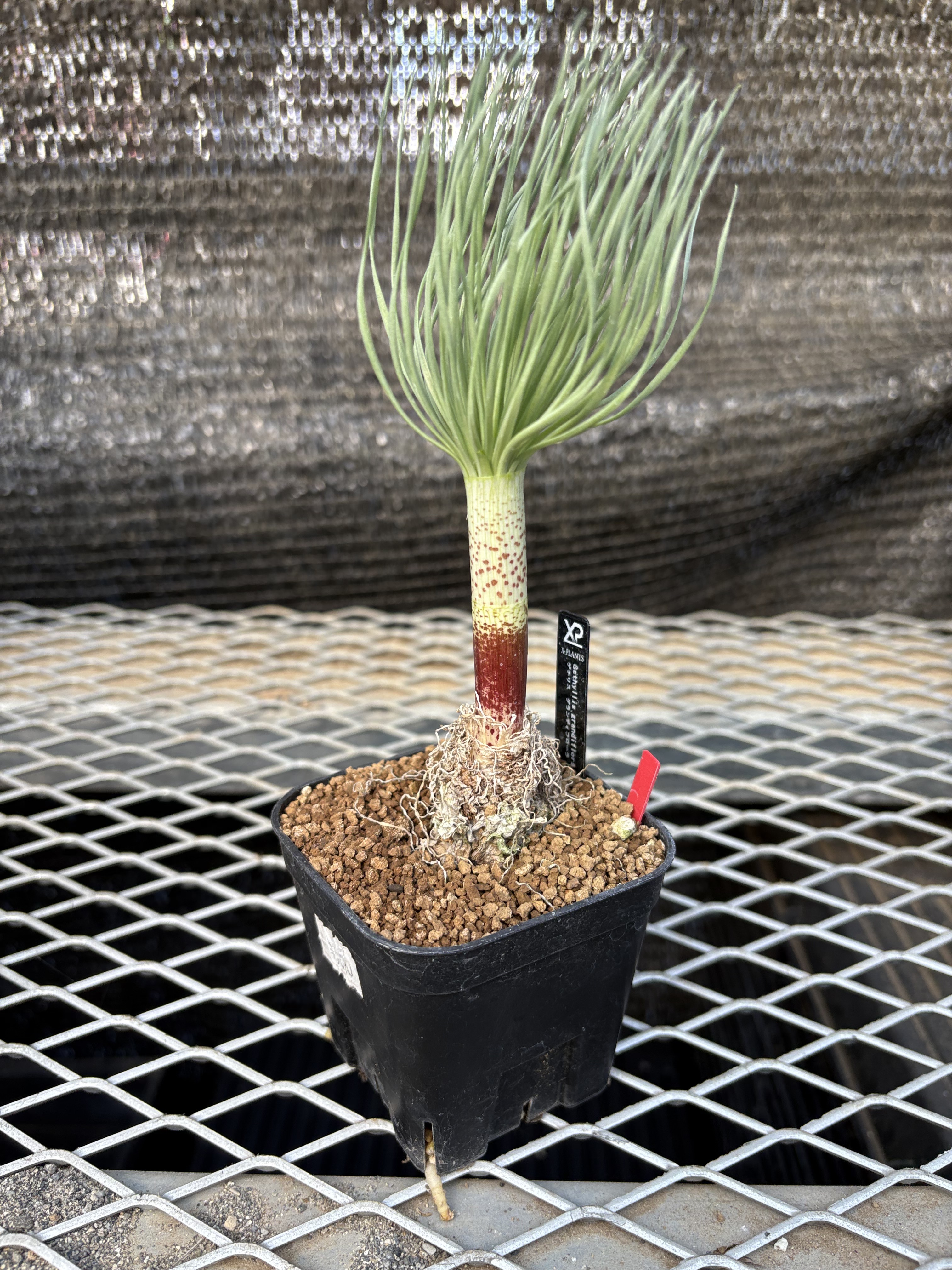 特選珍奇植物 ぷっくり塊根 ゲチリスグランディフローラ　現地球 バキバキ発根 特選珍奇植物 ぷっくり塊根 ゲチリスグランディフローラ 現地球