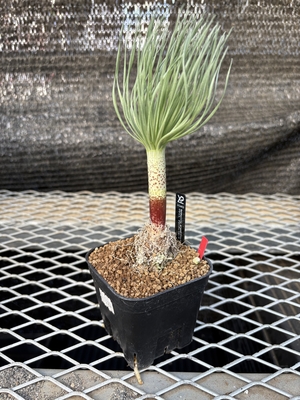 ゲチリス　グランディフローラ①