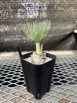 X-plants オンラインストアー