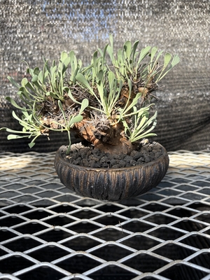 オトンナ　ユーフォルビオイデス陶器鉢植え①