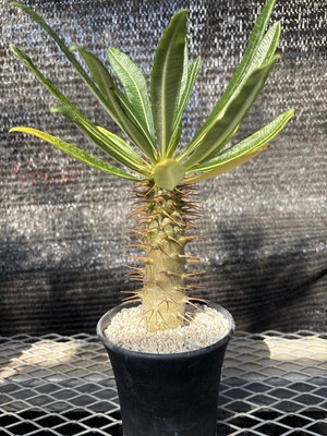 パキボディウム　アンボンゲンセ