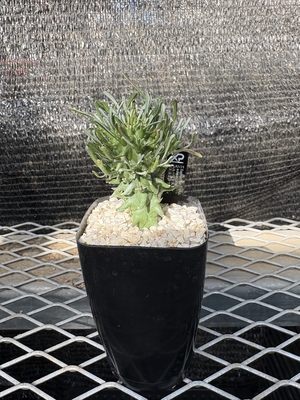 ユーフォルビア　スコエンランディ①