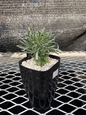 ユーフォルビア　スコエンランディ②