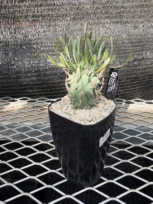 ユーフォルビア　スコエンランディ3