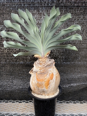 ブーファン　ハエマンソイデス③