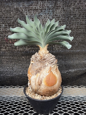 ブーファン　ハエマンソイデス4