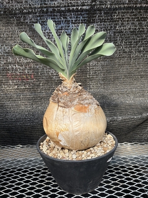 ブーファン　ハエマンソイデス5