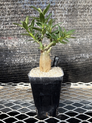 パキボディウム　ビスピノーサム1