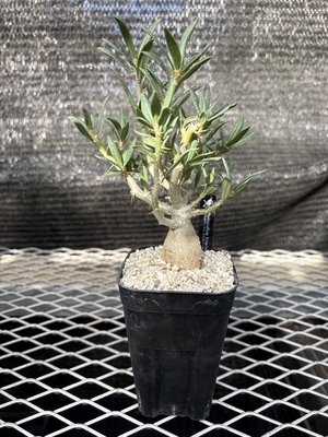 パキボディウム　ビスピノーサム2