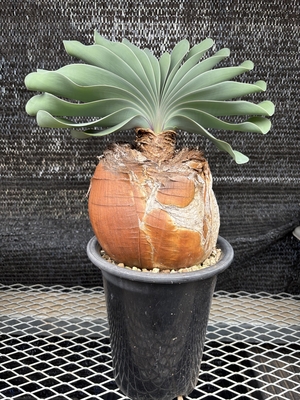 ブーファン　ハエマンソイデス⑥