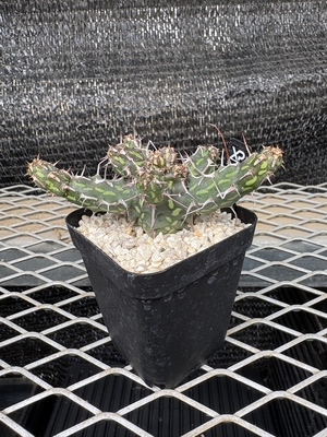 ユーフォルビア　カリサナ①