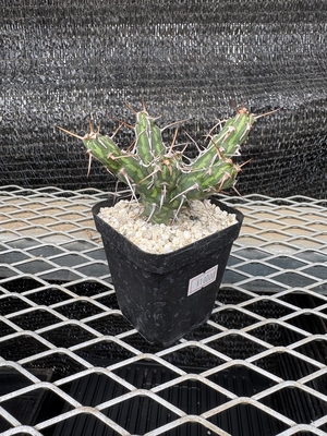 ユーフォルビア　カリサナ②