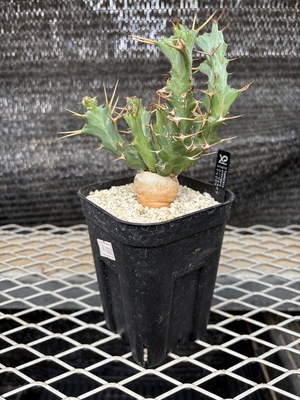 ユーフォルビア　クラビゲラ①