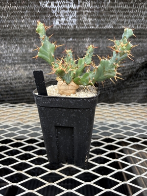 ユーフォルビア　クラビゲラ②