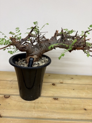 X-plants オンラインストアー