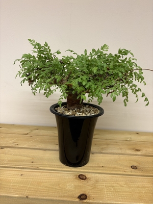 ボスウェリア　ネグレクタ⑭