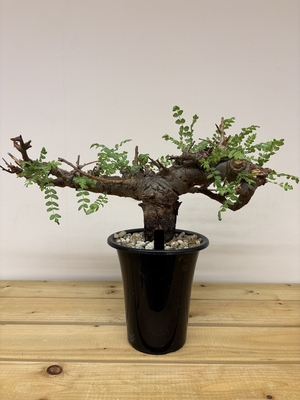 ボスウェリア　ネグレクタ⑮