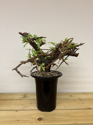 ボスウェリア　ネグレクタ⑯