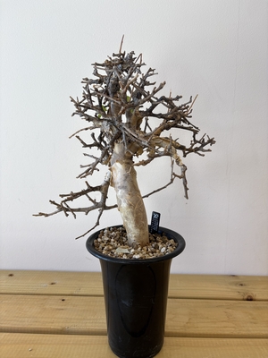 コミフォラ　ストックシアナ②