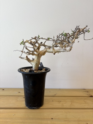 コミフォラ | X−PLANTS