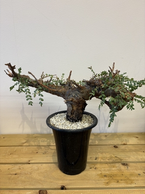 ボスウェリア　ネグレクタ　①