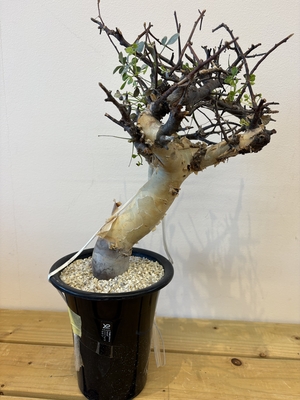 コミフォラ　カタフ