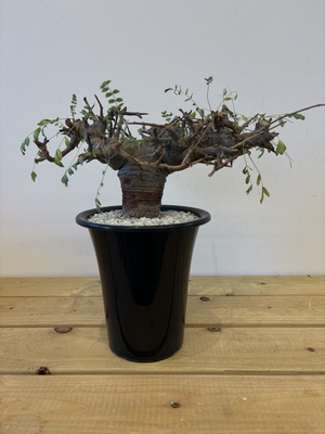 ボスウェリア　ネグレクタ　2