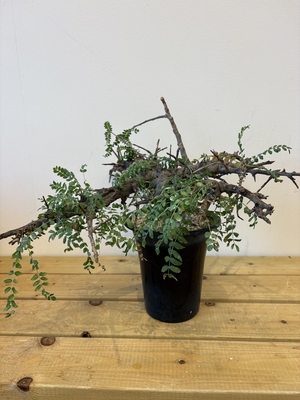 ボスウェリア　ネグレクタ　3