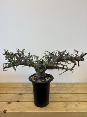 ボスウェリア　ネグレクタ　4