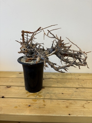 ボスウェリア　ネグレクタ　5