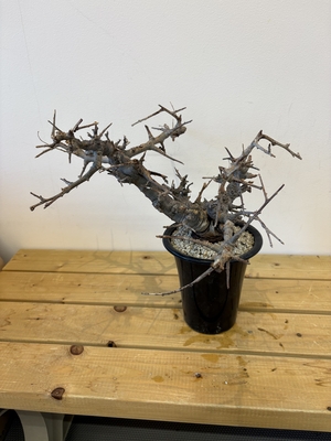 ボスウェリア　ネグレクタ　6