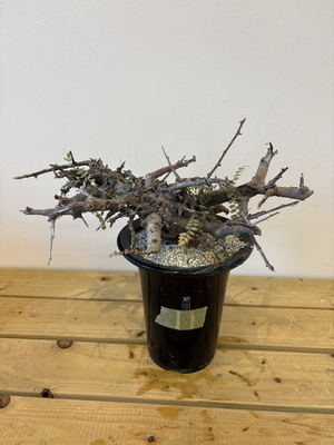 ボスウェリア　ネグレクタ　7