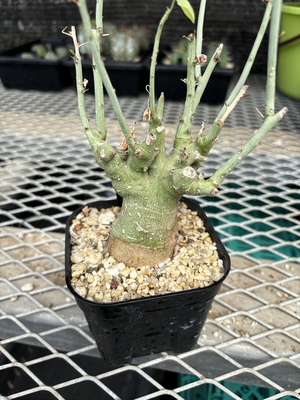 アデニアスピノーサ