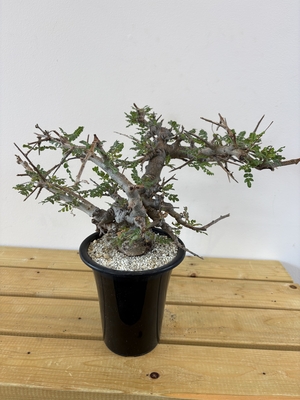 灌木植物 | X−PLANTS