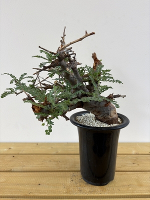 灌木植物 | X−PLANTS