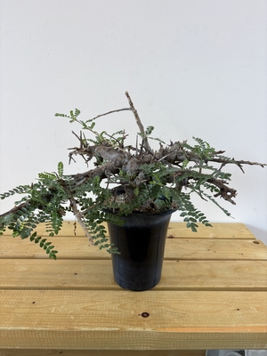 灌木植物 | X−PLANTS