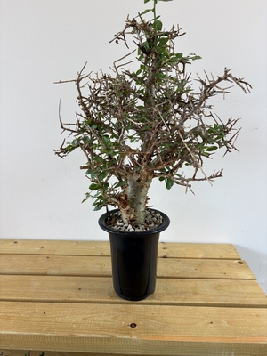 コミフォラ　ハベシニカ②