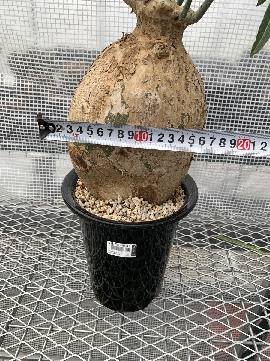 アデニウム ソマレンセ ｘ ｐｌａｎｔｓ