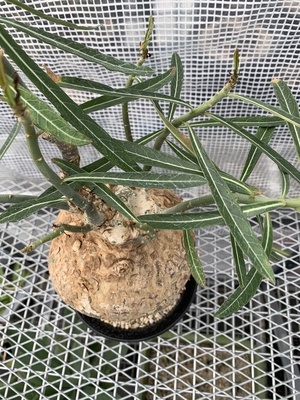 アデニウム ソマレンセ ｘ ｐｌａｎｔｓ