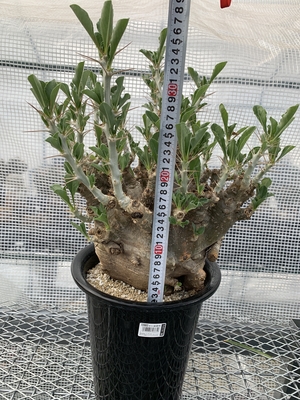 パキポディウム サンデルシー ｘ ｐｌａｎｔｓ