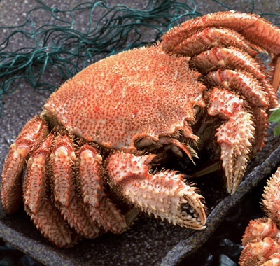 ゆで毛蟹（活目350～400g）