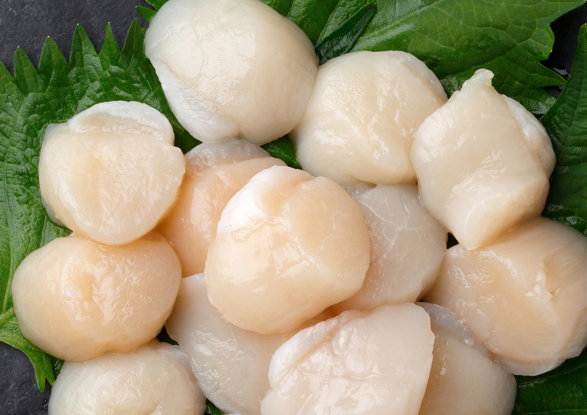 刺身冷凍ホタテ（大サイズ）500g北海道産 | 蟹ゆで名人