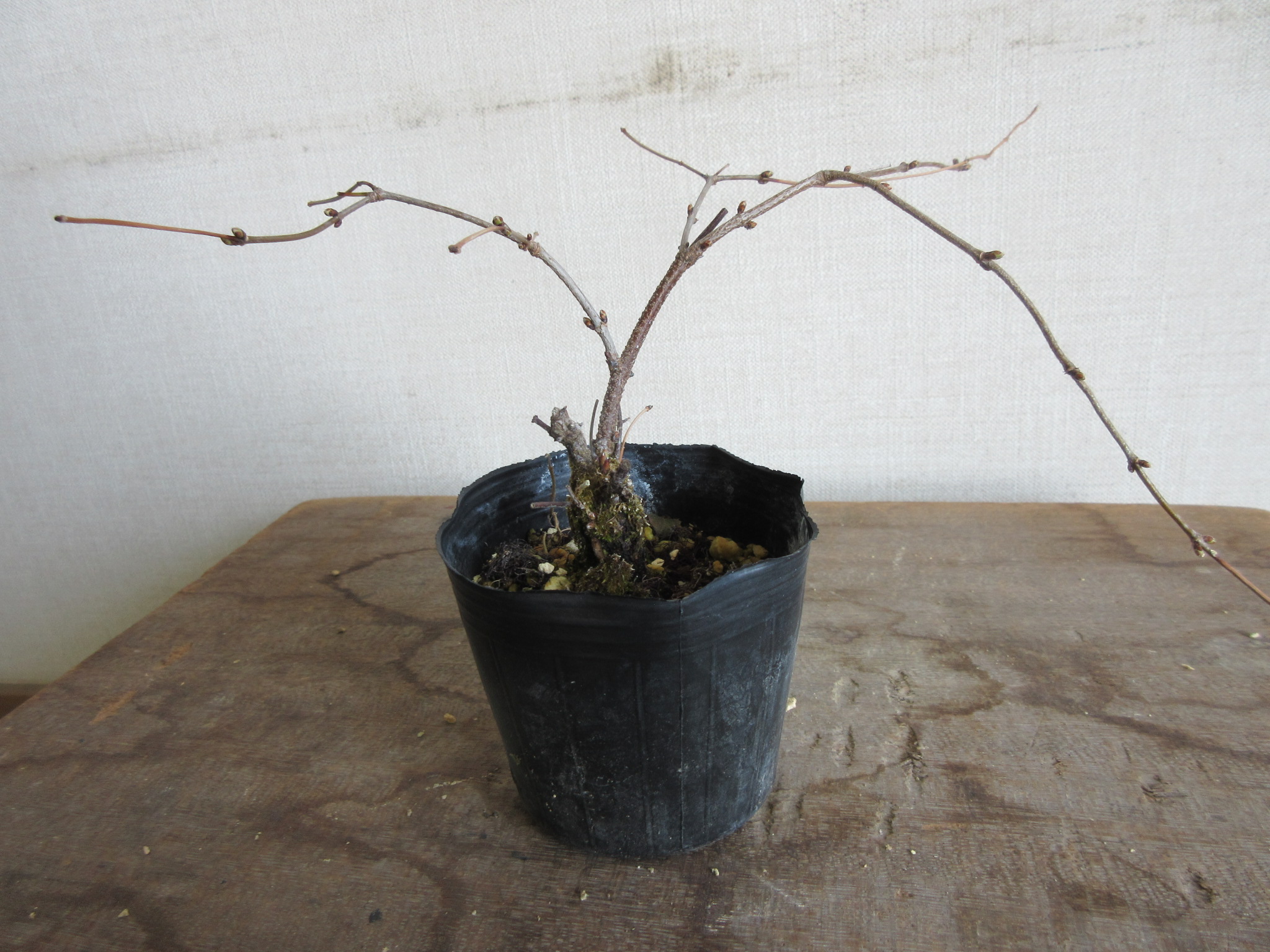 白山吹 山草やネットショップ