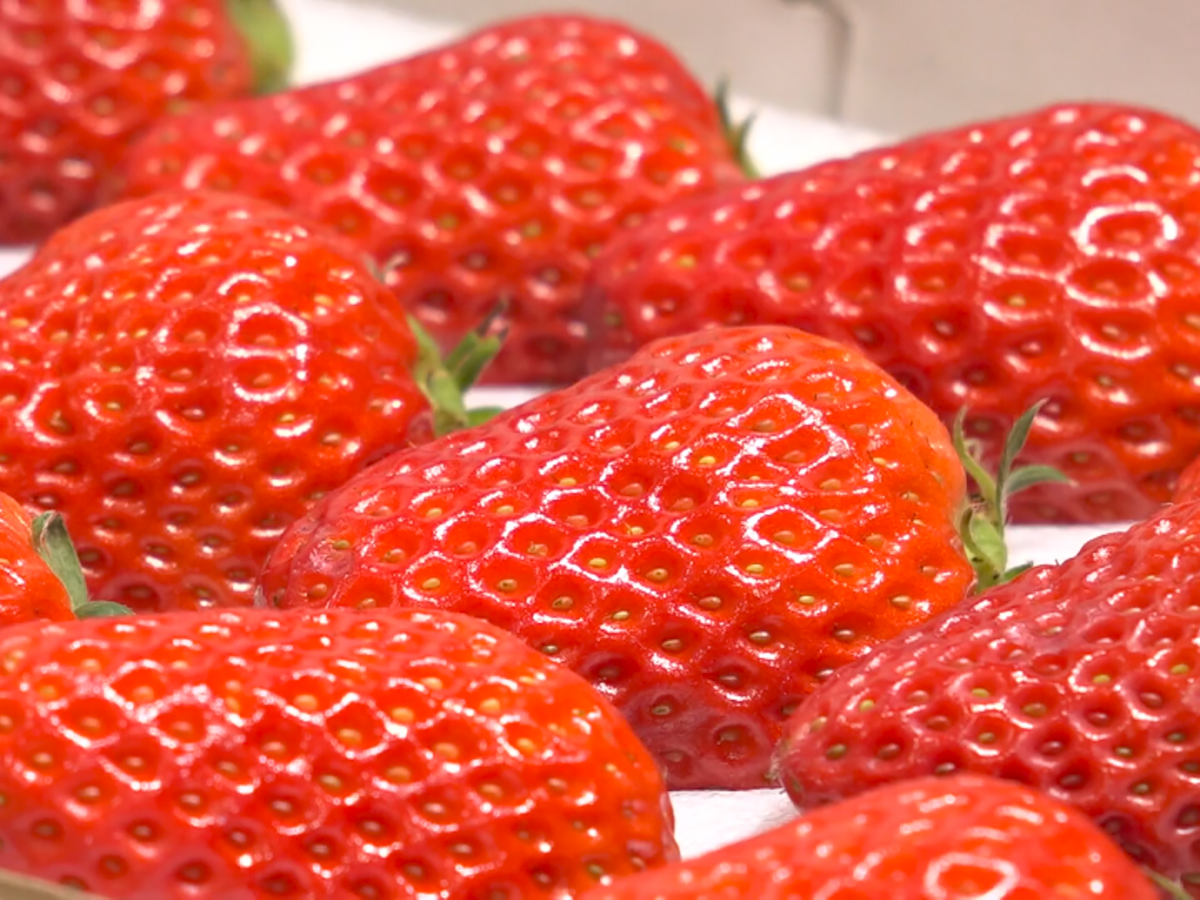 いちご様 いちご様 いちご様 1本 いちご様 いちご① いちごページ 椿 Buy ZX 8000