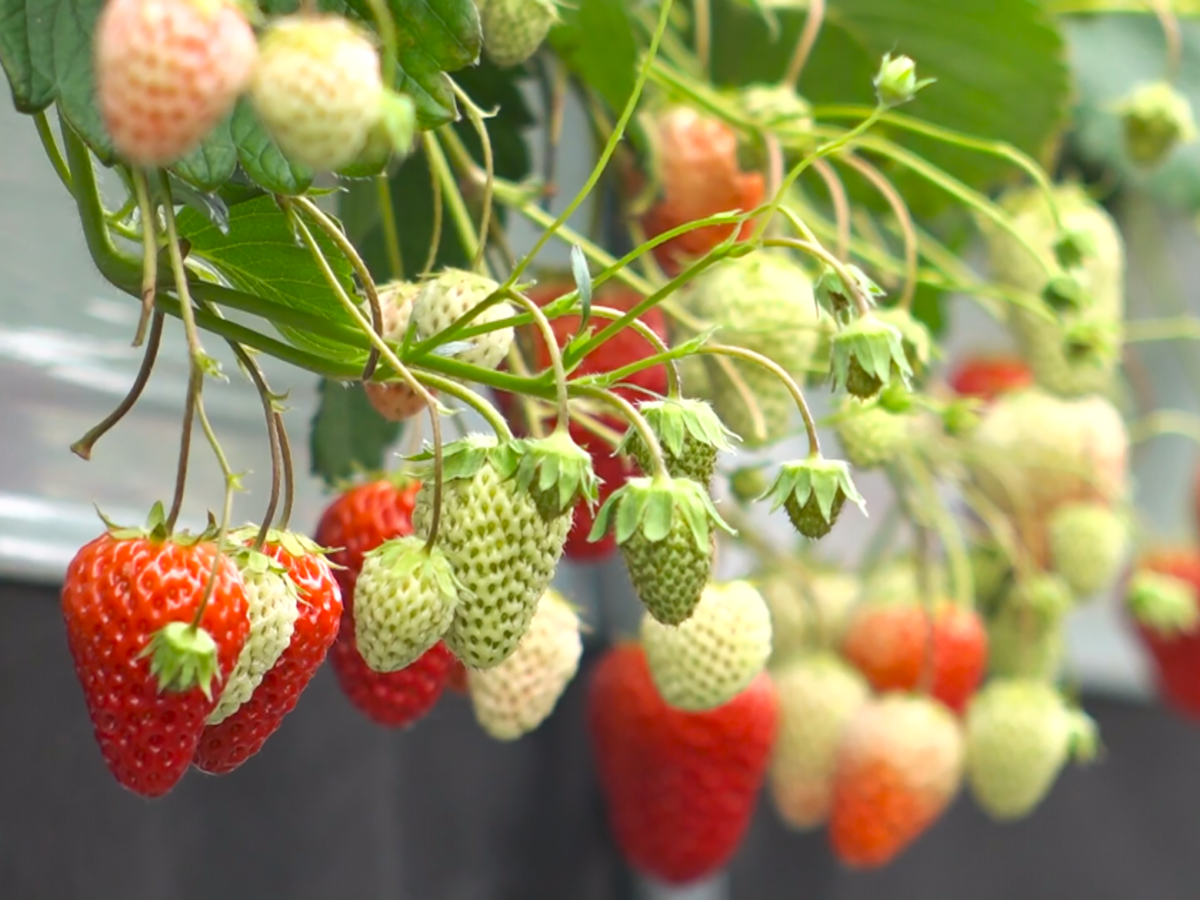 完熟いちごをまるごと味わうひんやりスイーツ】いち氷（6個